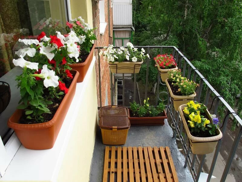 Набор растений для балкона в горшках